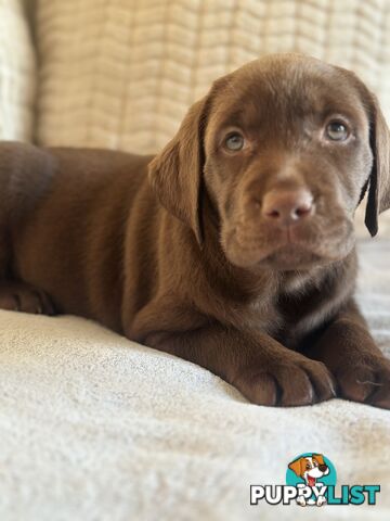 Purebred Labrador puppies