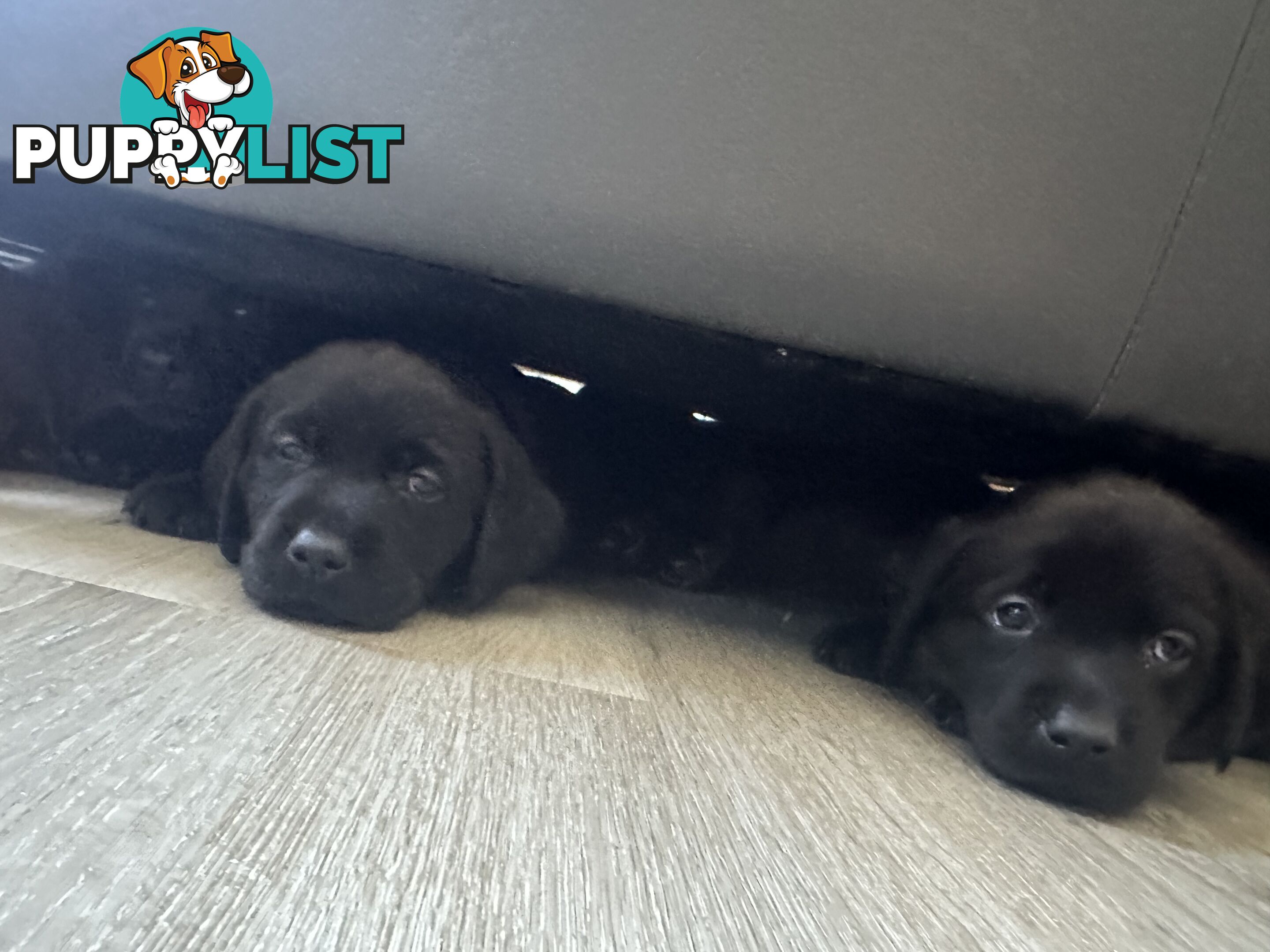 Purebred Labrador puppies