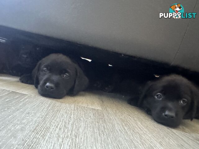 Purebred Labrador puppies