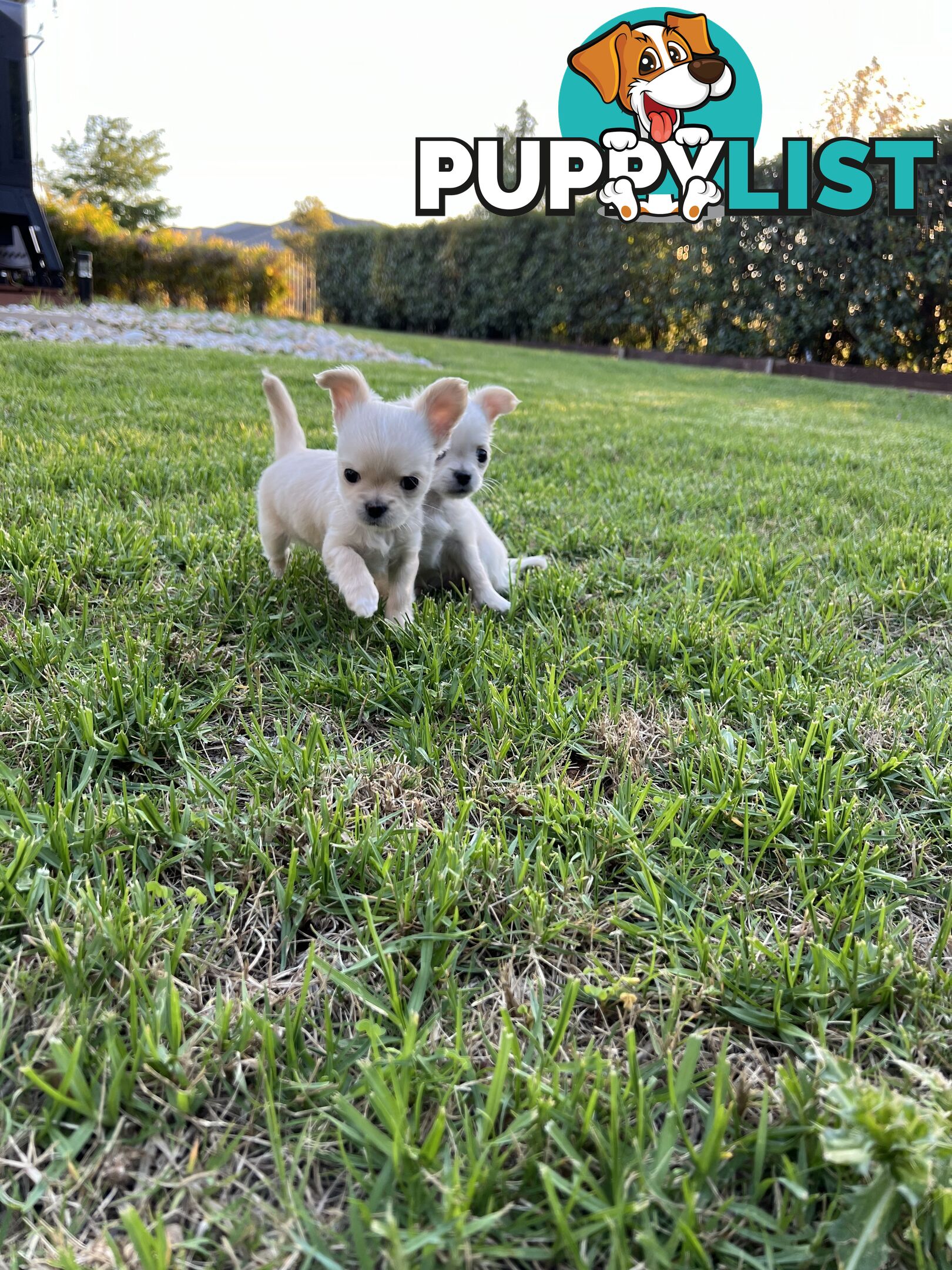 Purebred long coat Chihuahua puppies