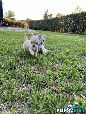 Purebred long coat Chihuahua puppies