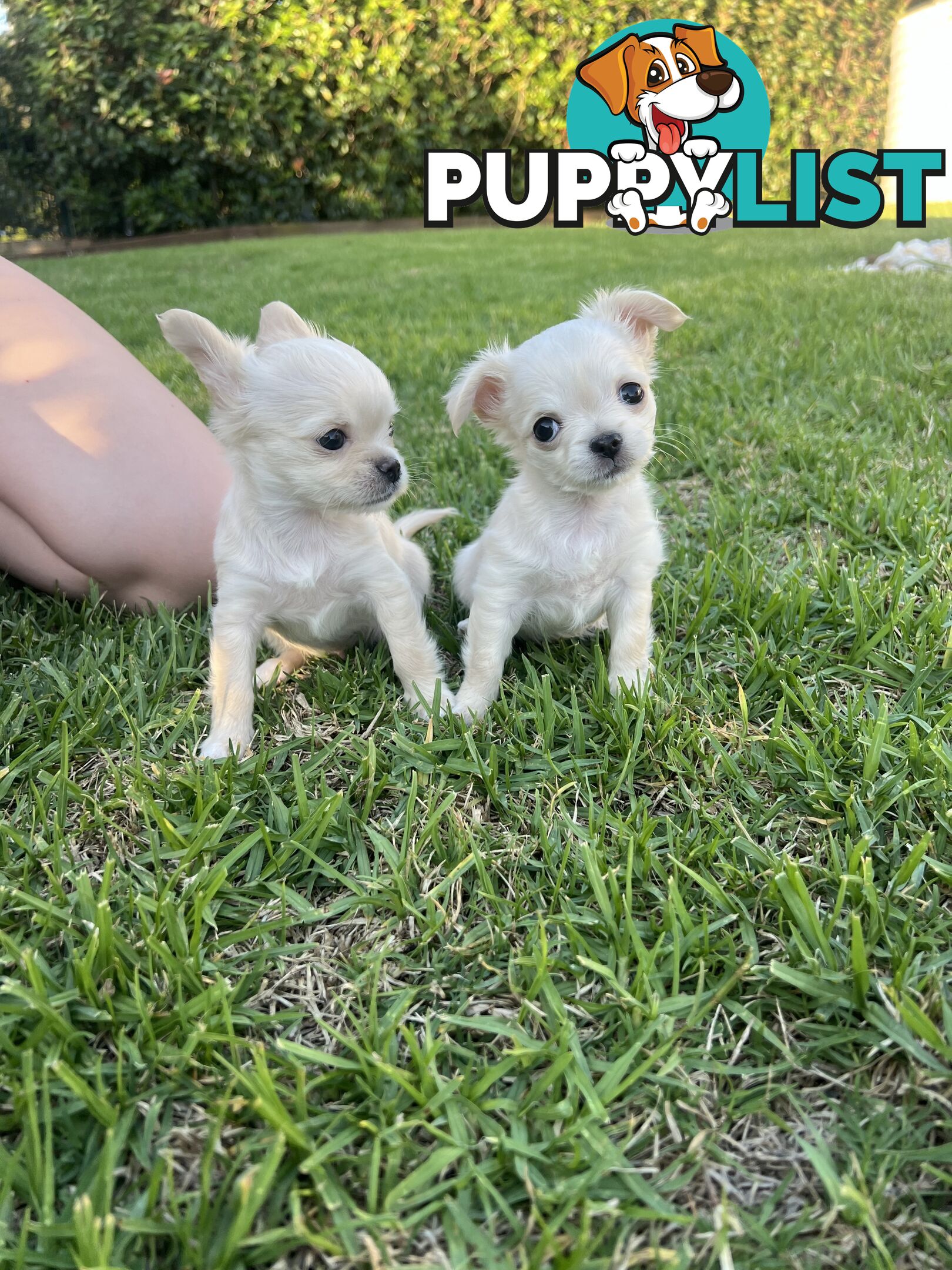 Purebred long coat Chihuahua puppies