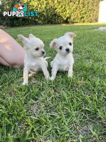 Purebred long coat Chihuahua puppies