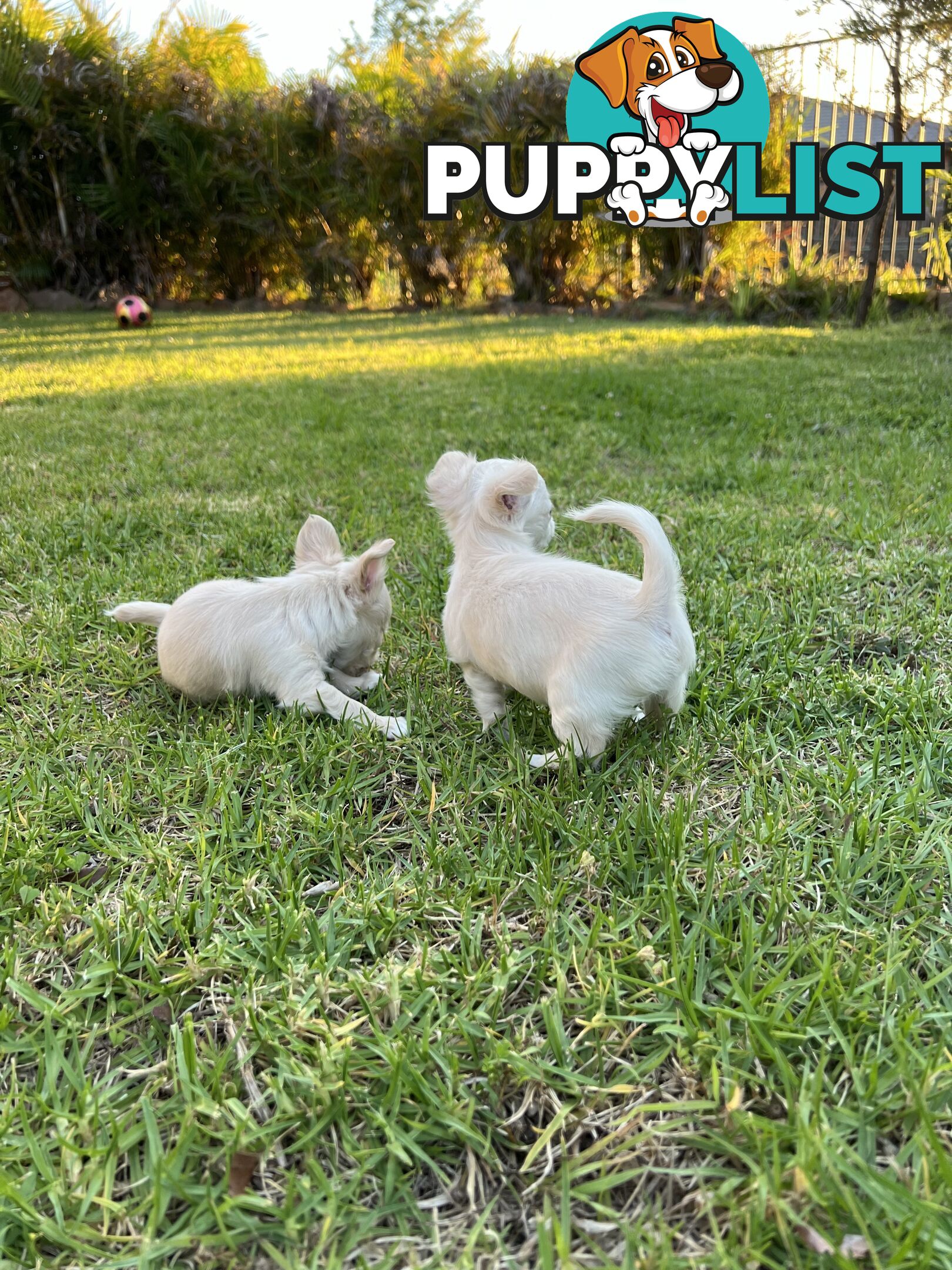 Purebred long coat Chihuahua puppies