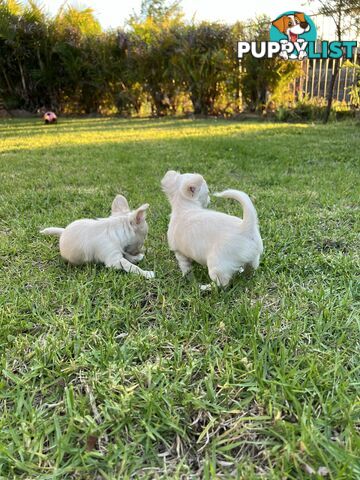 Purebred long coat Chihuahua puppies