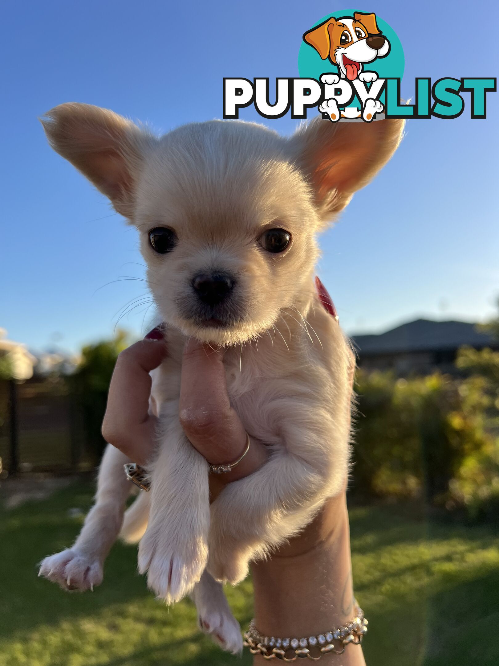 Purebred long coat Chihuahua puppies