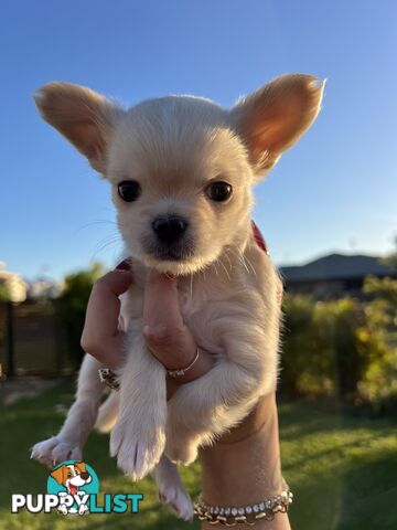 Purebred long coat Chihuahua puppies