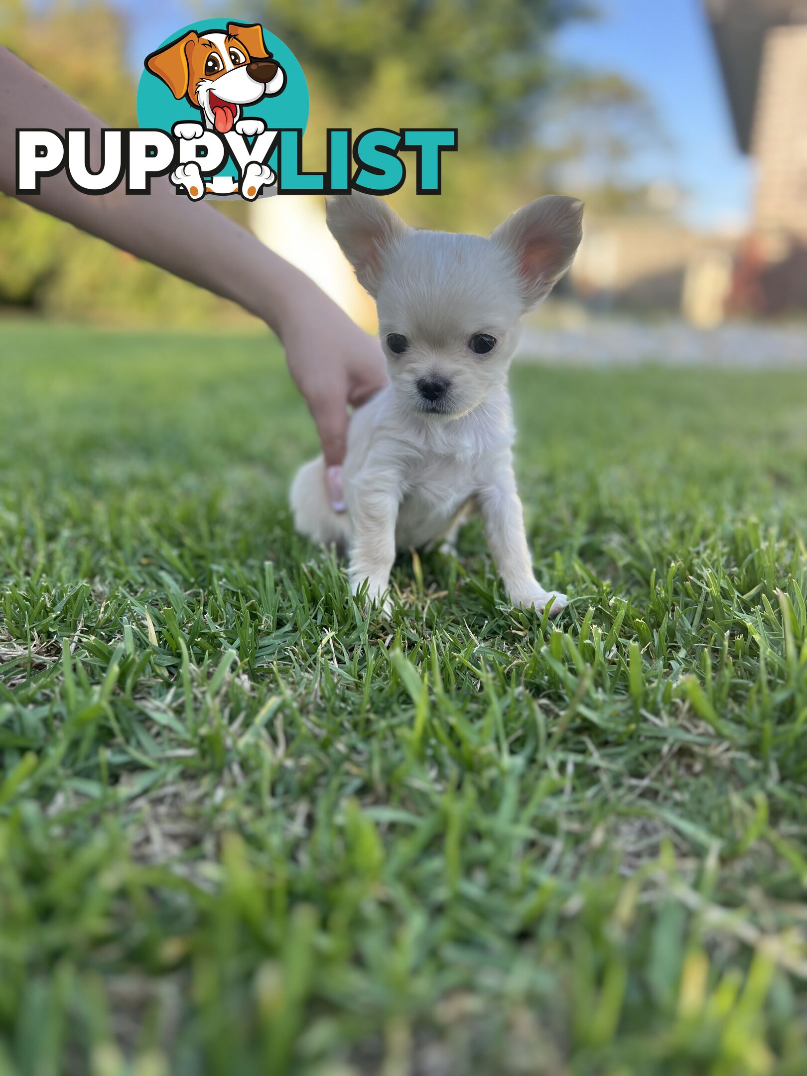 Purebred long coat Chihuahua puppies