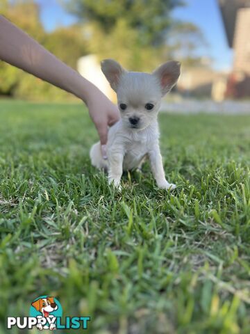 Purebred long coat Chihuahua puppies