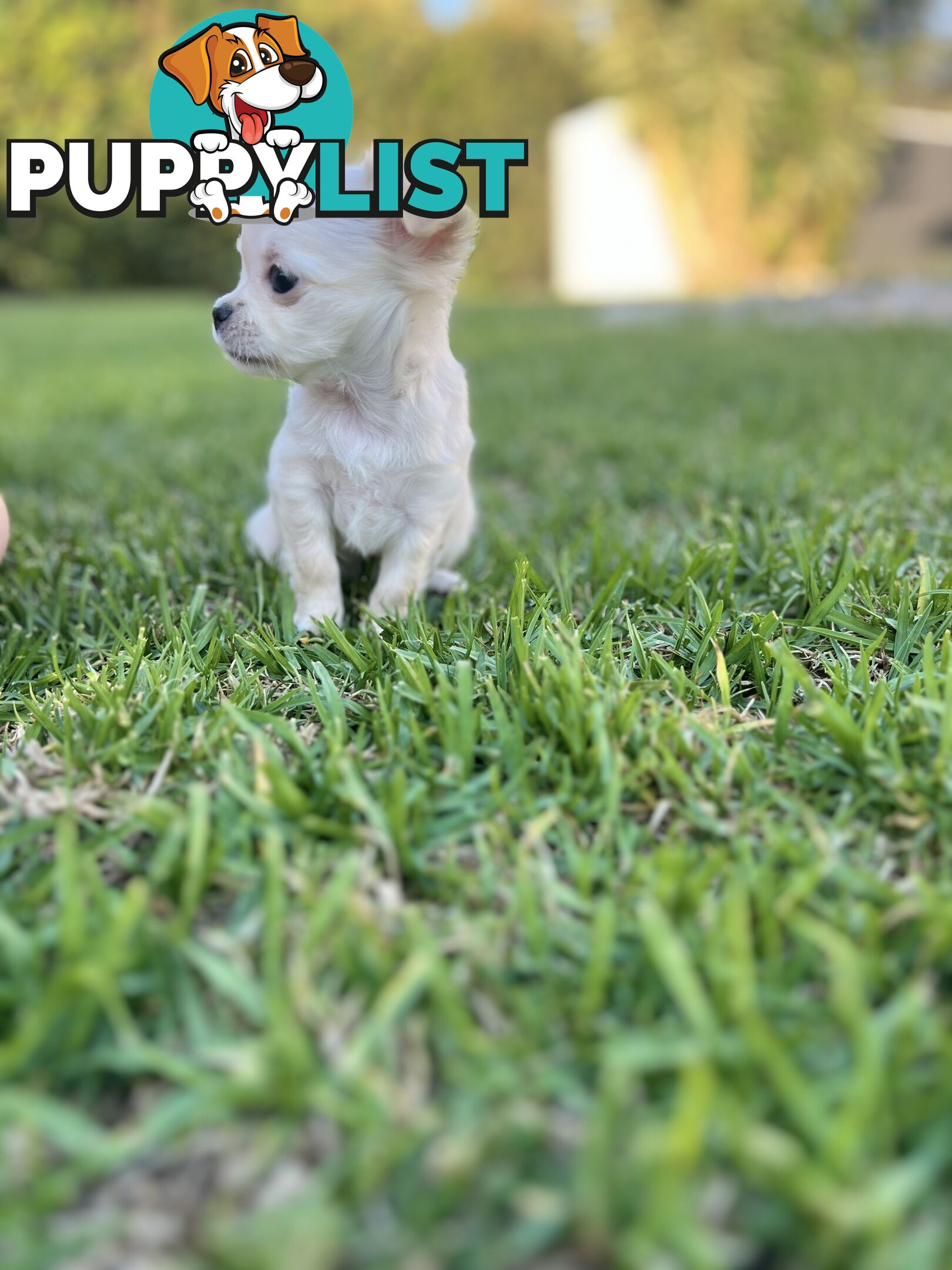 Purebred long coat Chihuahua puppies