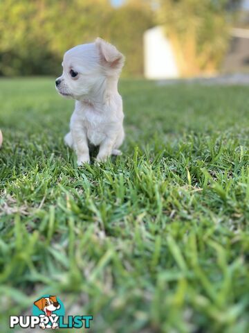 Purebred long coat Chihuahua puppies