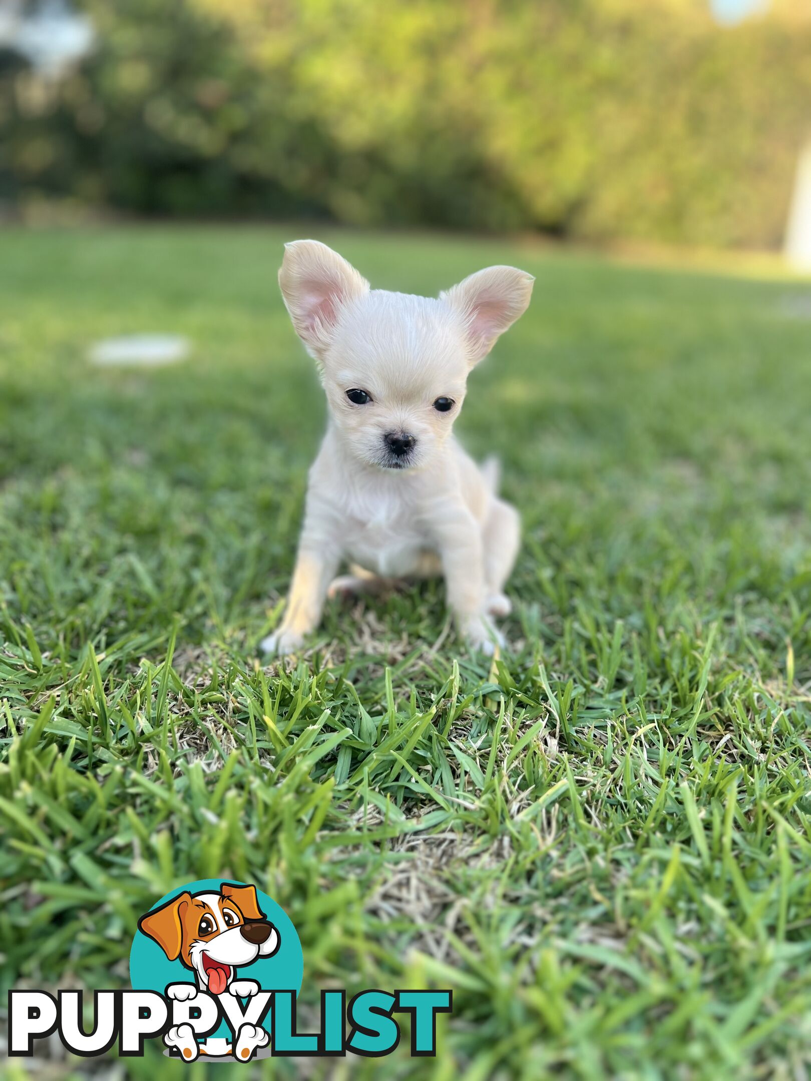 Purebred long coat Chihuahua puppies