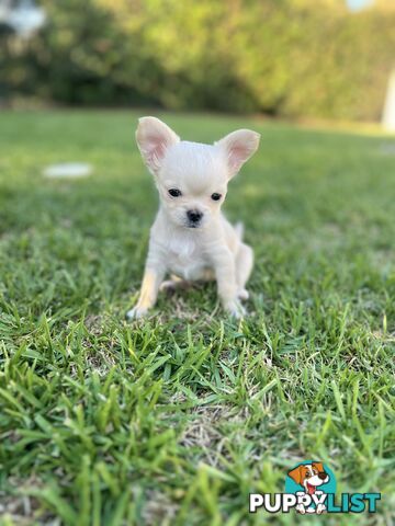 Purebred long coat Chihuahua puppies