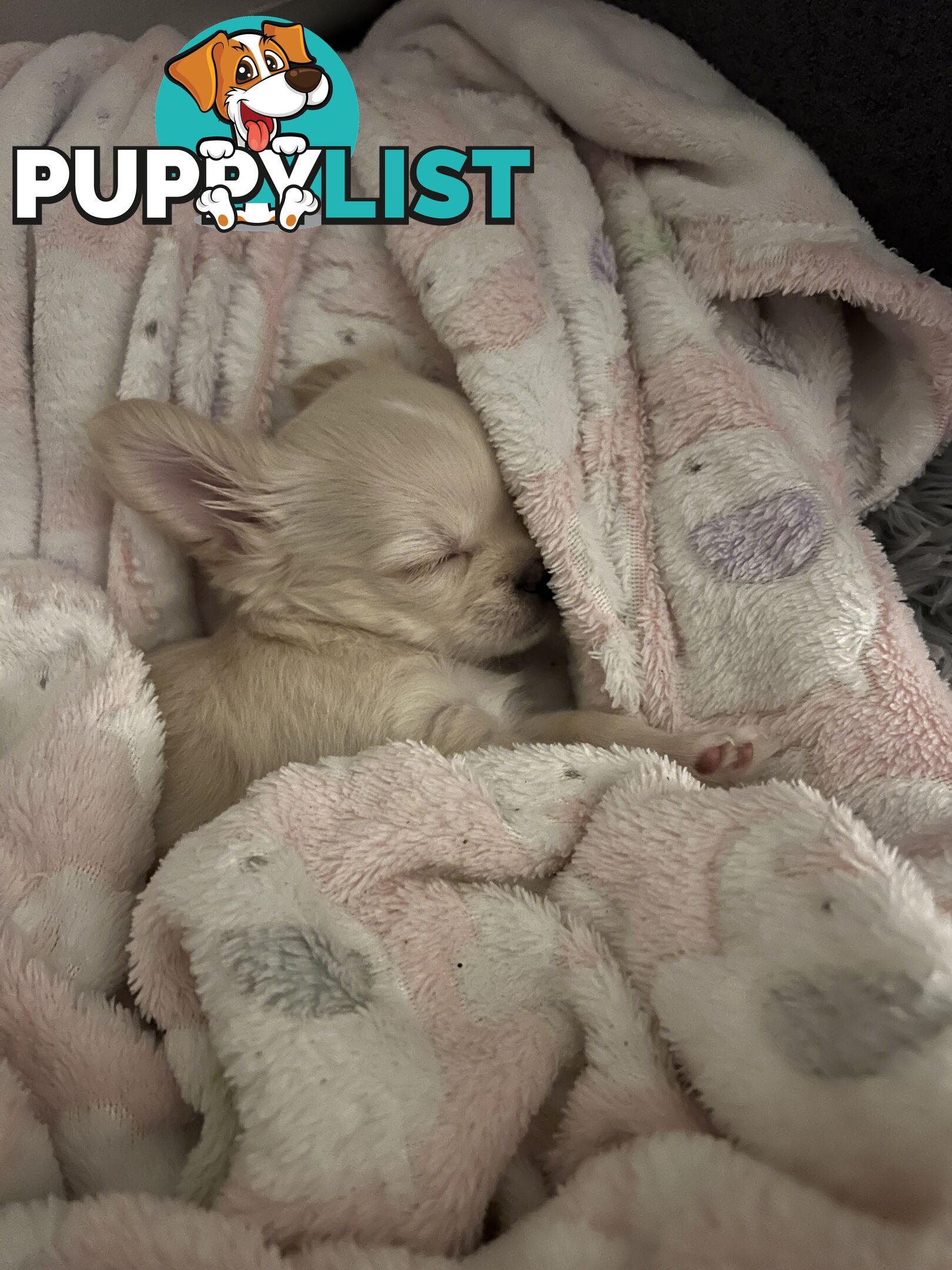 Purebred long coat Chihuahua puppies