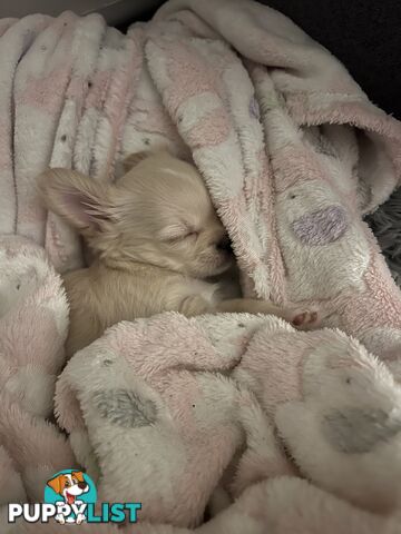 Purebred long coat Chihuahua puppies