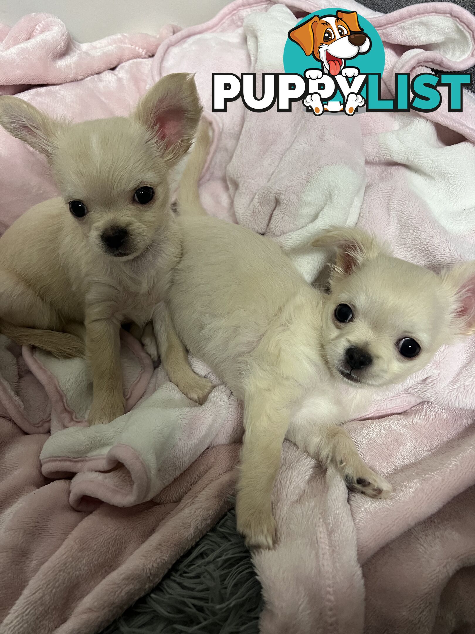 Purebred long coat Chihuahua puppies