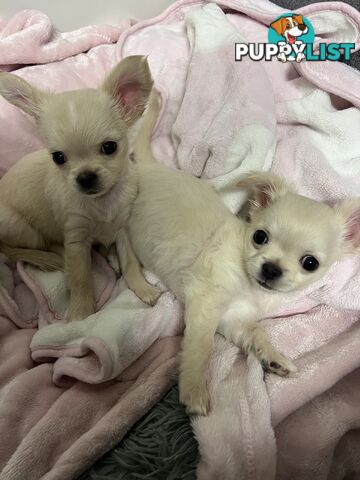 Purebred long coat Chihuahua puppies