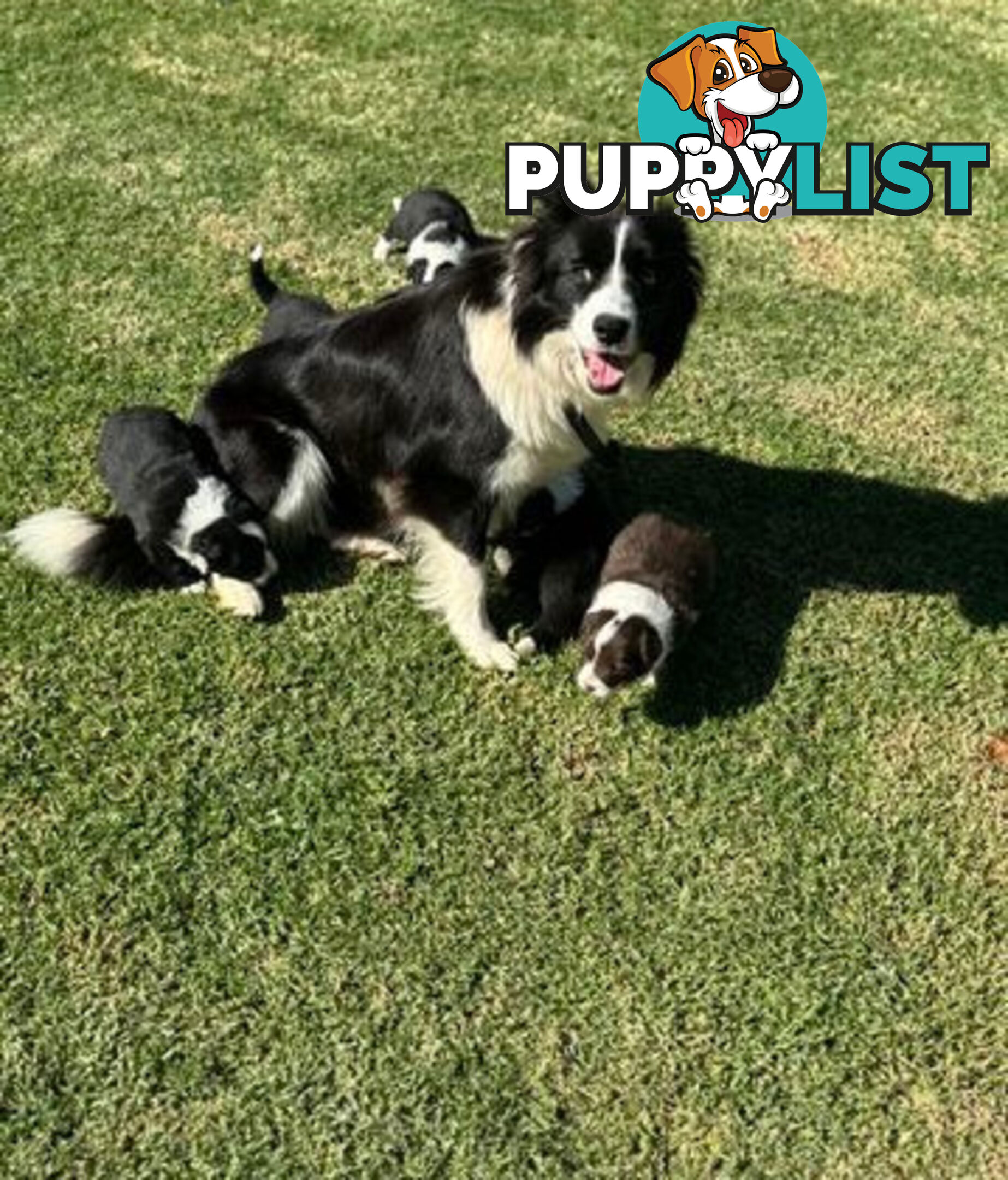 Purebred Border Collie Pups, Training Started