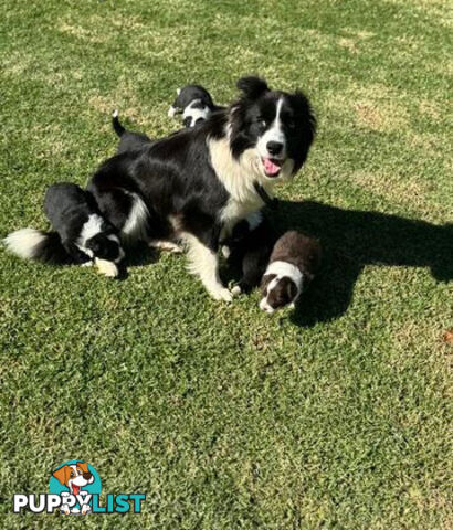 Purebred Border Collie Pups, Training Started