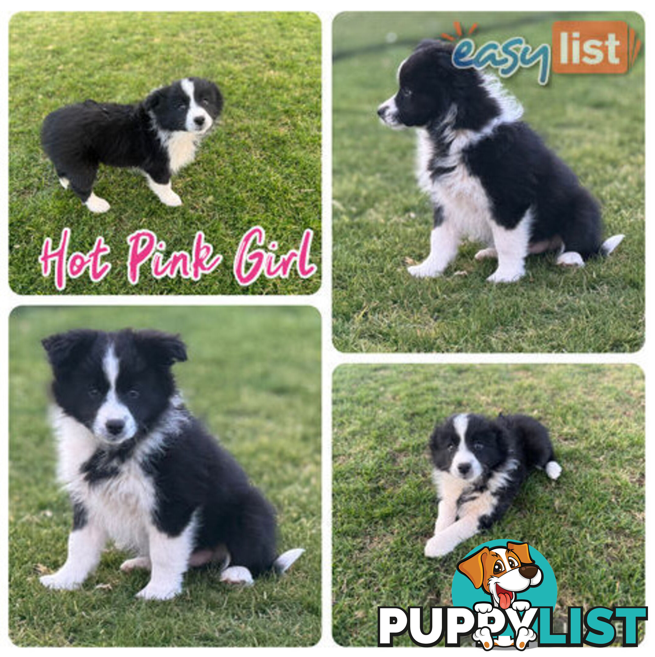 Purebred Border Collie Pups, Training Started