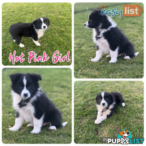 Purebred Border Collie Pups, Training Started