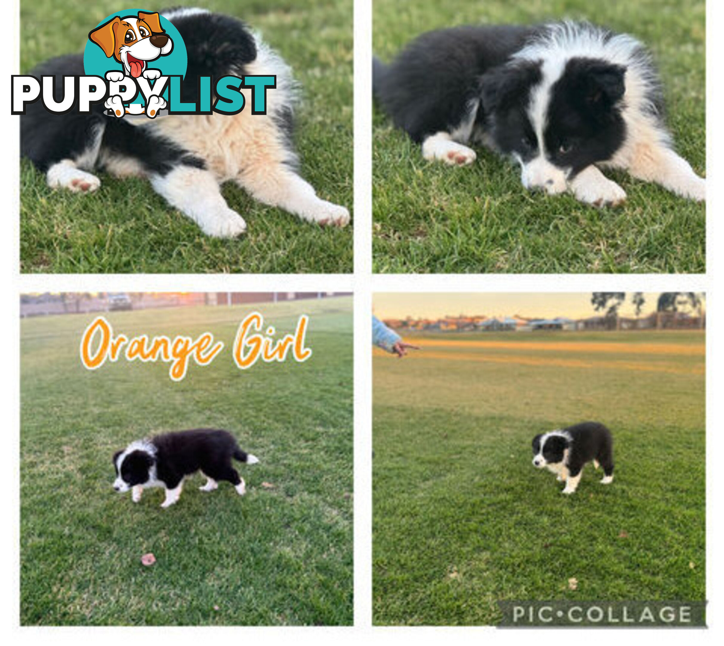 Purebred Border Collie Pups, Training Started