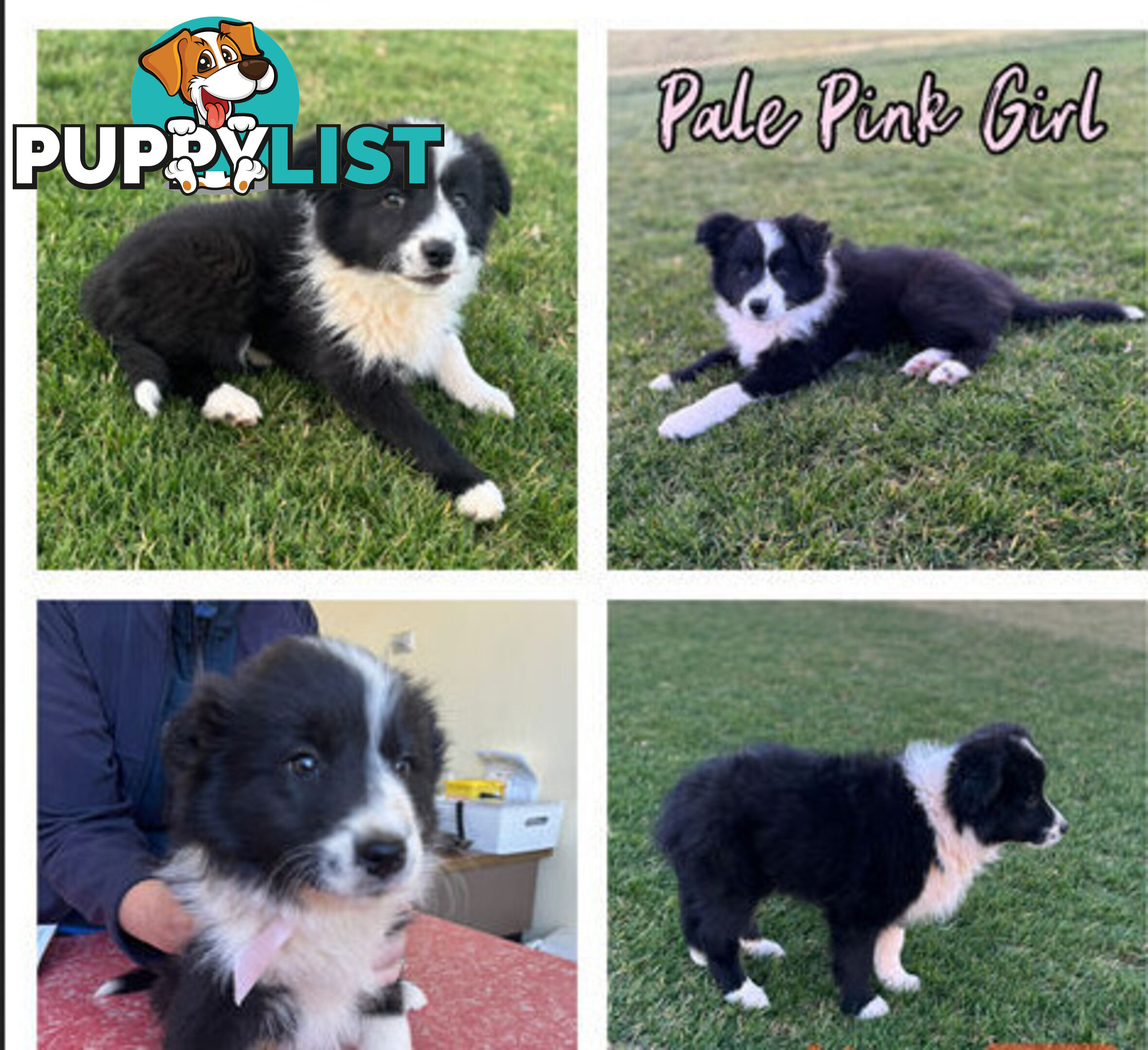 Purebred Border Collie Pups, Training Started