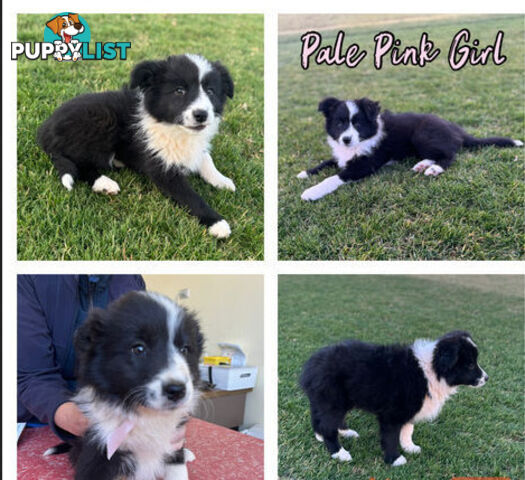 Purebred Border Collie Pups, Training Started