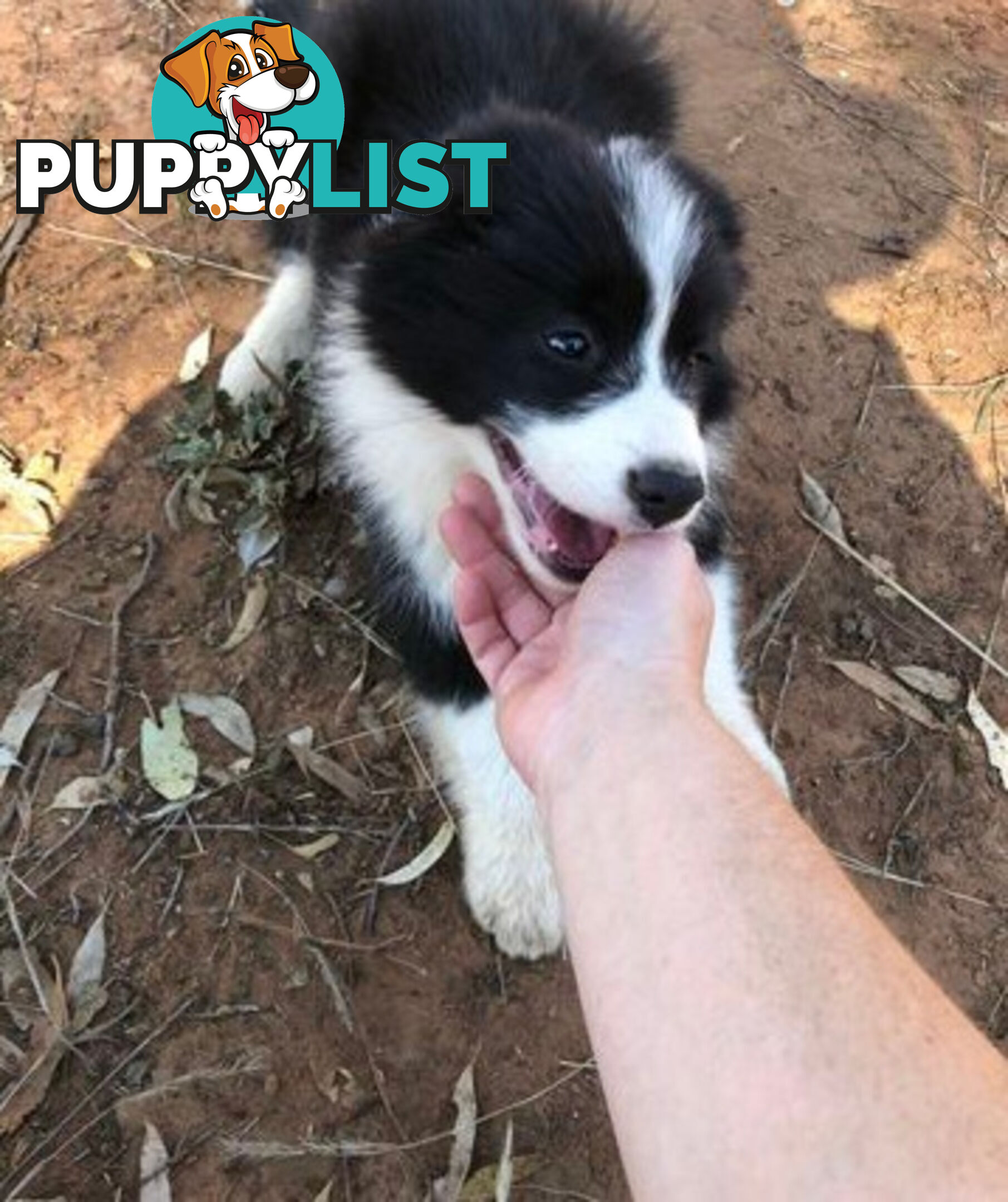 Purebred Border Collie Pups, Training Started