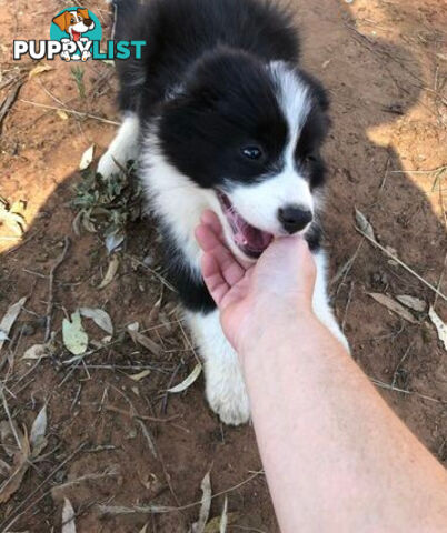 Purebred Border Collie Pups, Training Started