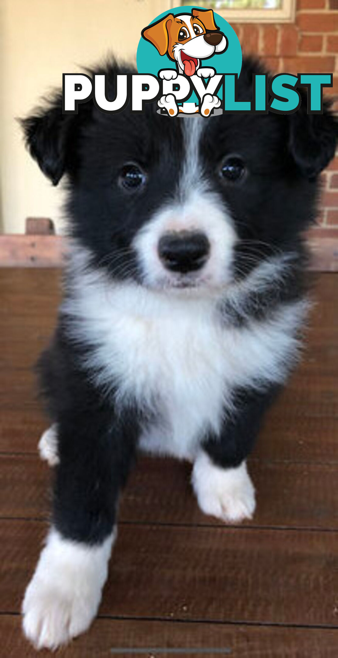 Purebred Border Collie Pups, Training Started