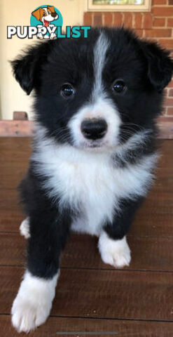 Purebred Border Collie Pups, Training Started