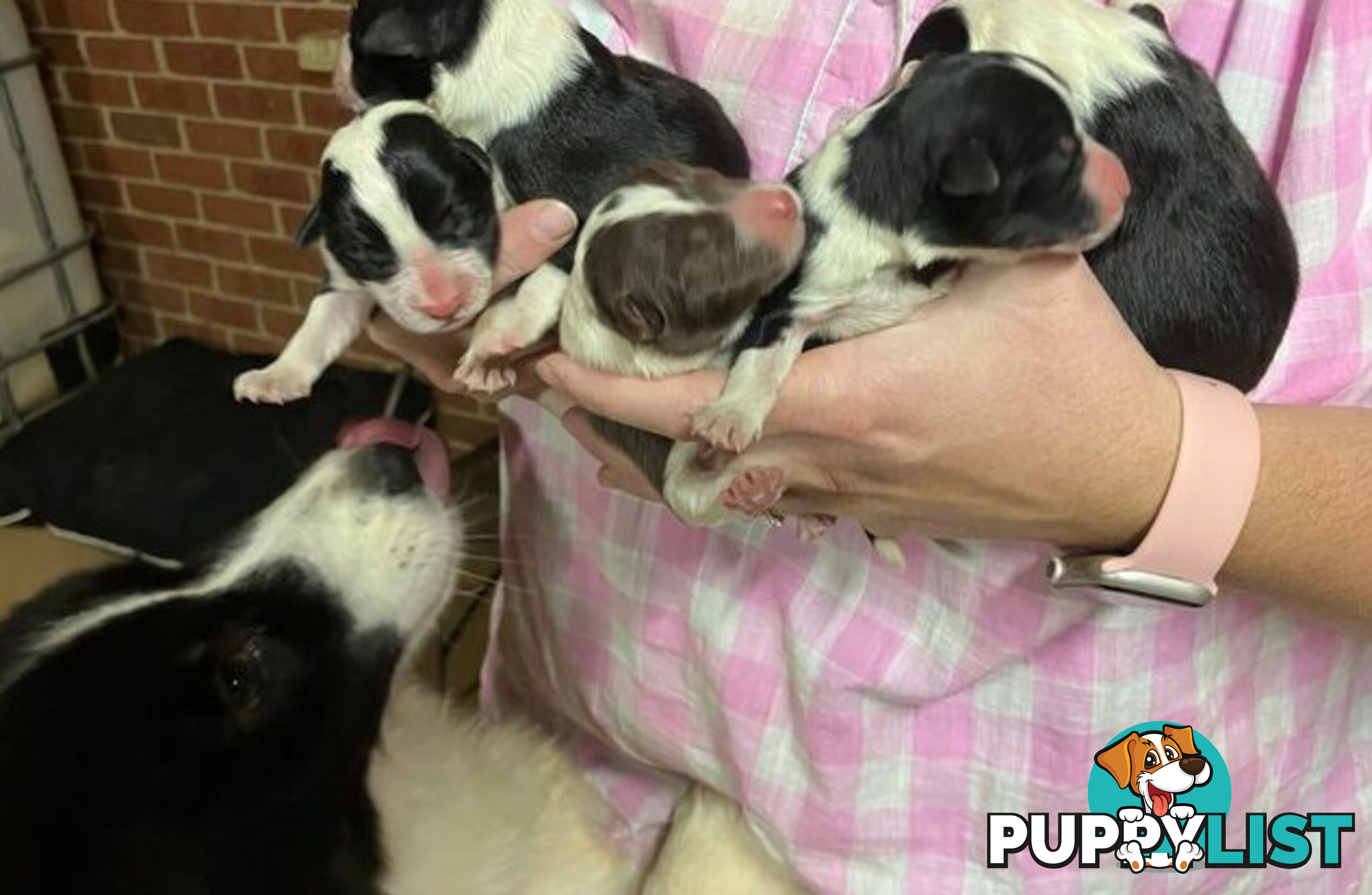 Purebred Border Collie Pups, Training Started
