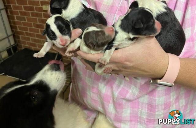 Purebred Border Collie Pups, Training Started