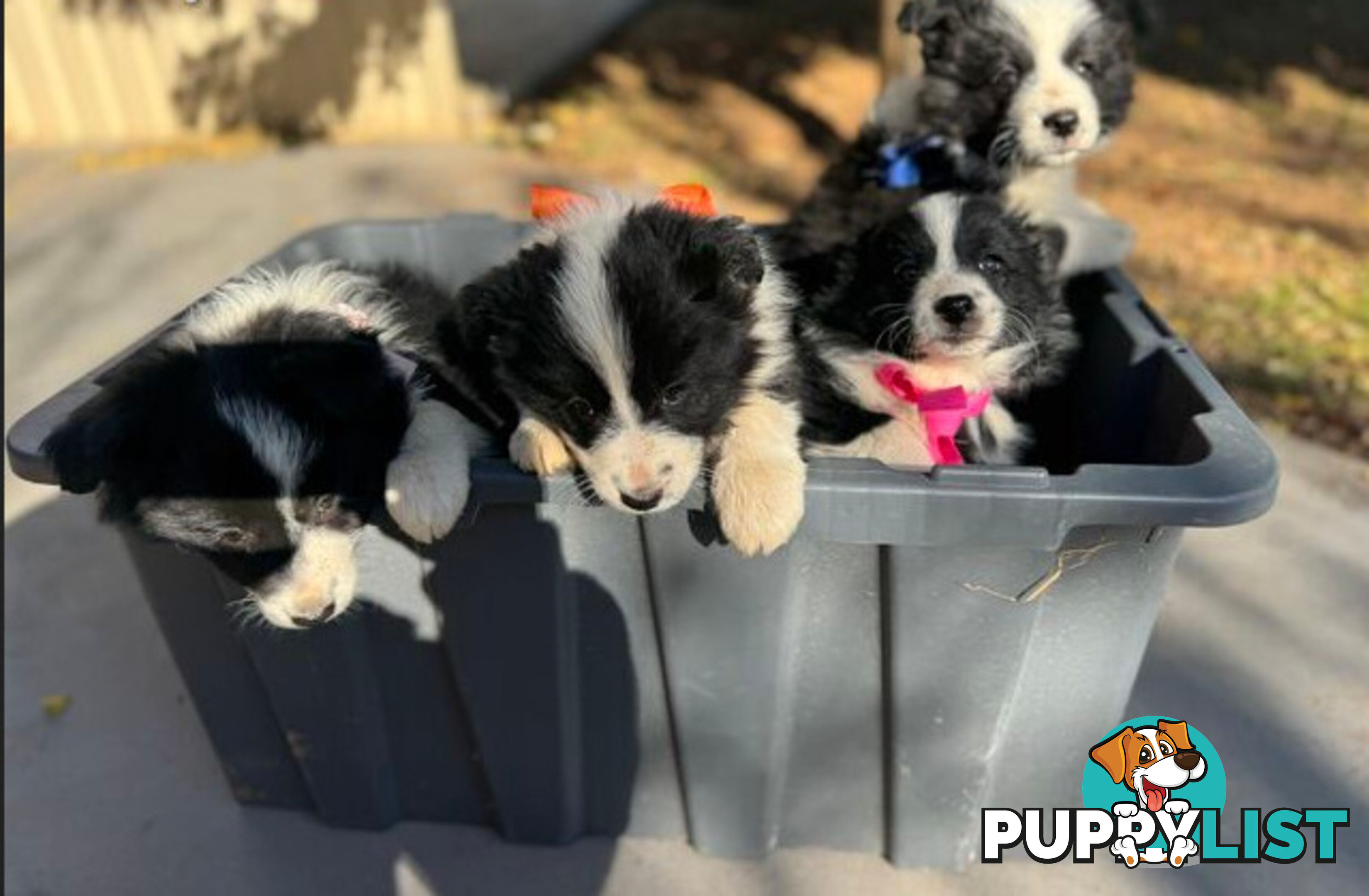 Purebred Border Collie Pups, Training Started