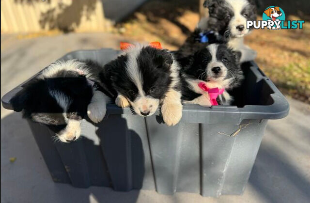 Purebred Border Collie Pups, Training Started