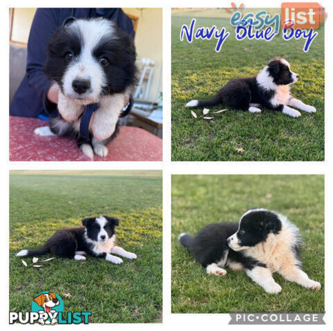 Purebred Border Collie Pups, Training Started