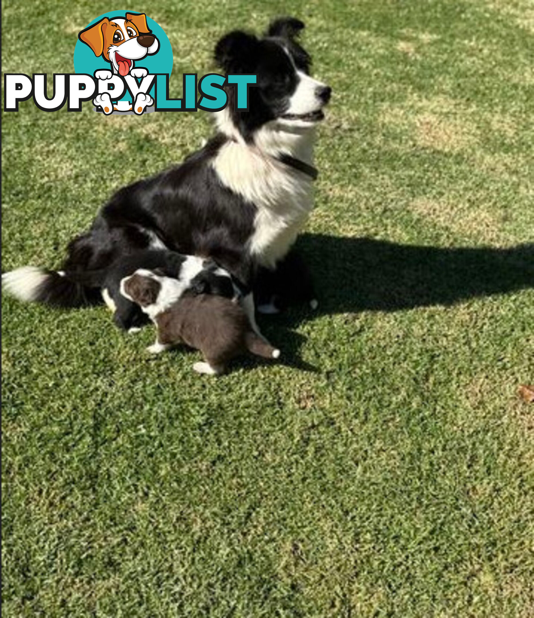 Purebred Border Collie Pups, Training Started