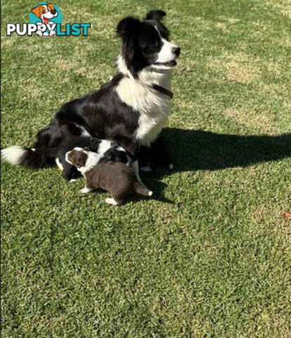 Purebred Border Collie Pups, Training Started