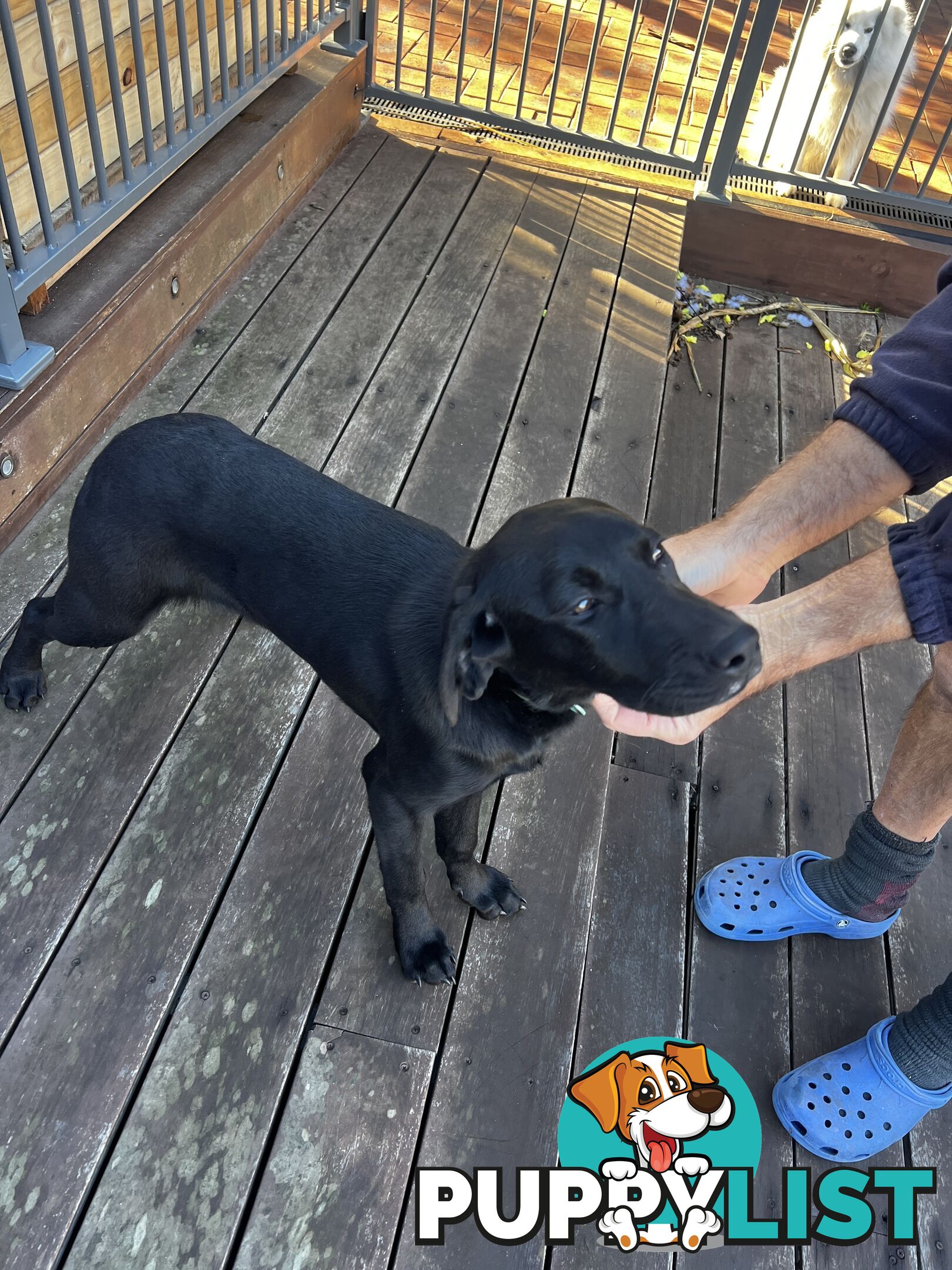 WEIMADOR Puppy (Female)