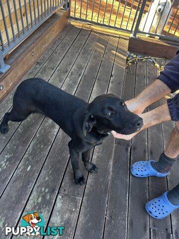WEIMADOR Puppy (Female)