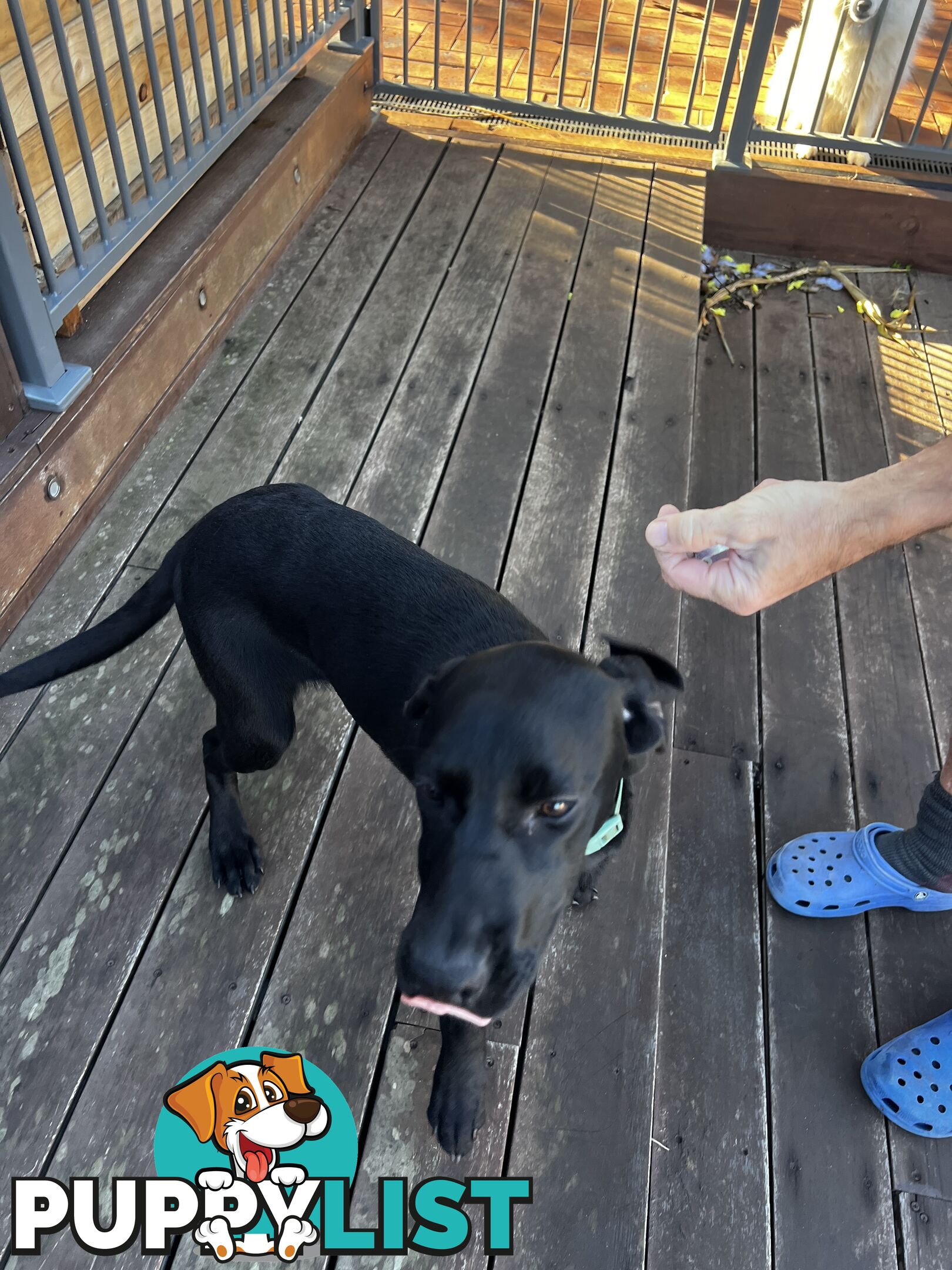 WEIMADOR Puppy (Female)