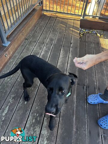 WEIMADOR Puppy (Female)