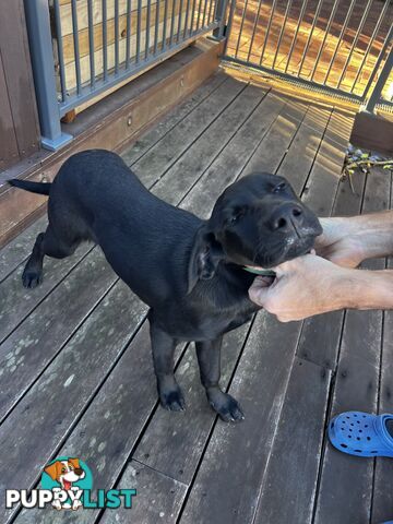 WEIMADOR Puppy (Female)