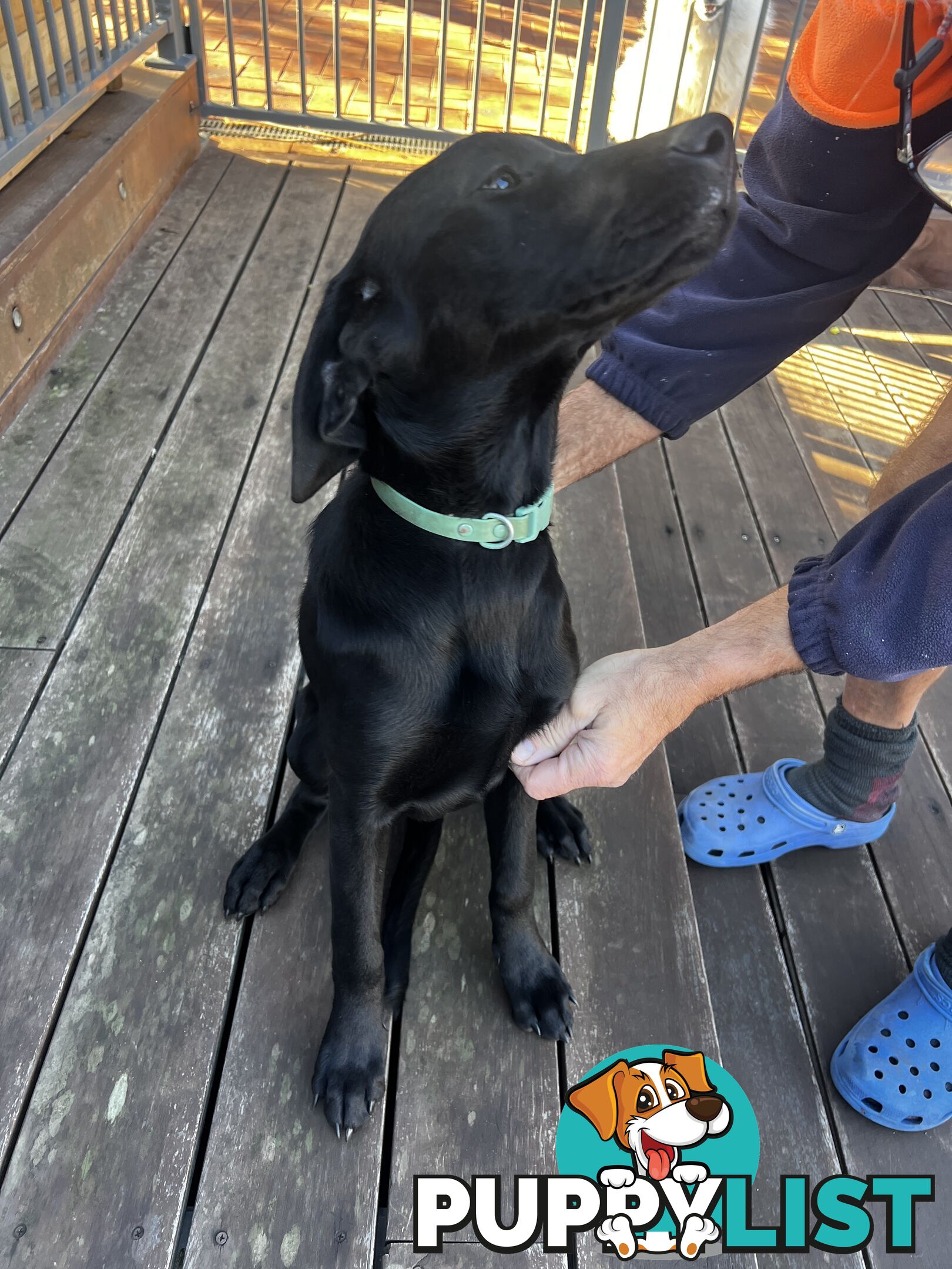 WEIMADOR Puppy (Female)
