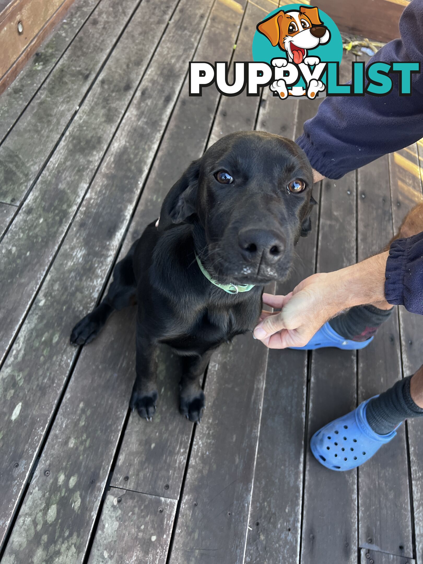 WEIMADOR Puppy (Female)