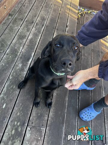 WEIMADOR Puppy (Female)