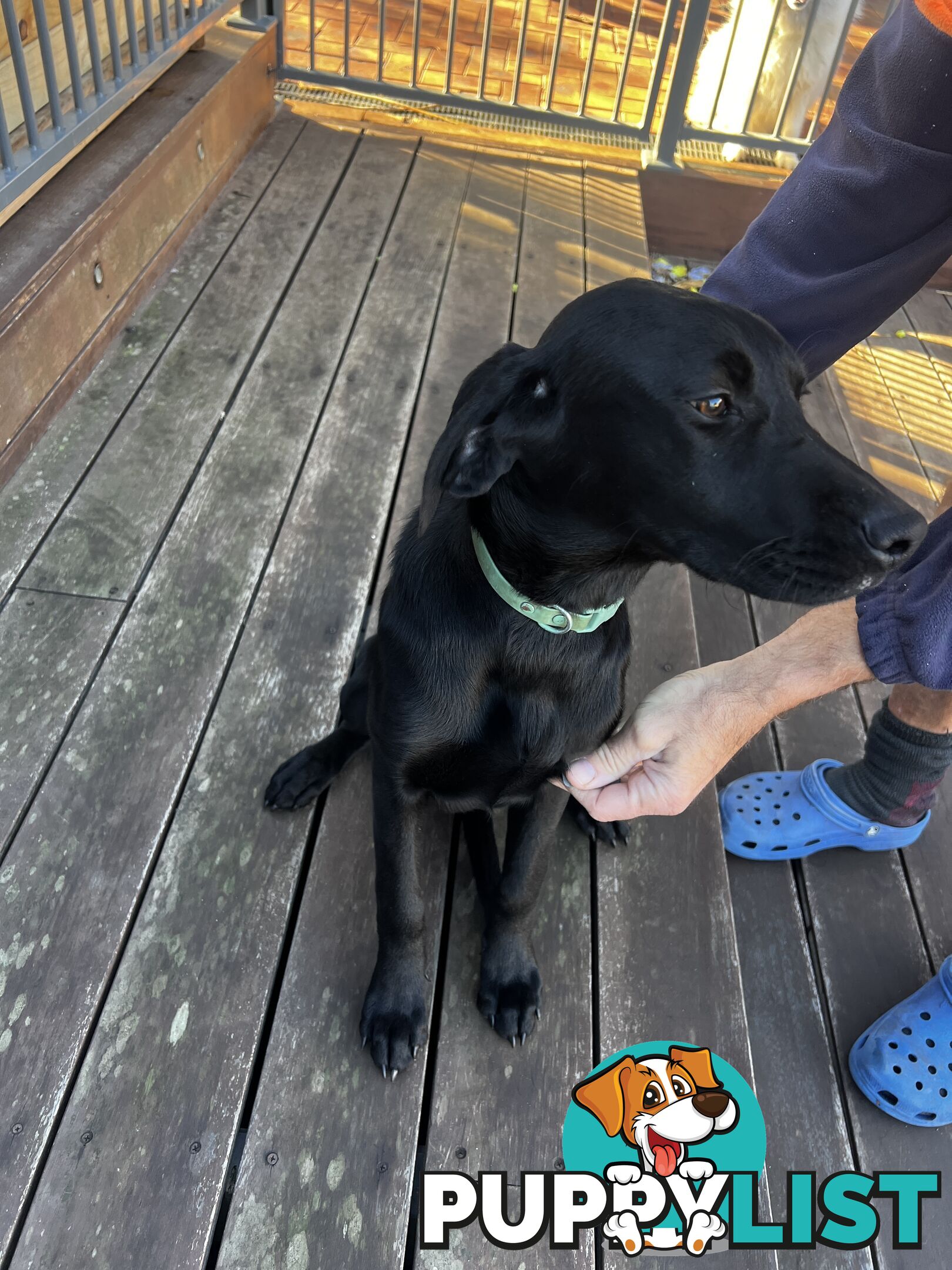 WEIMADOR Puppy (Female)