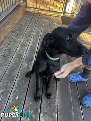 WEIMADOR Puppy (Female)