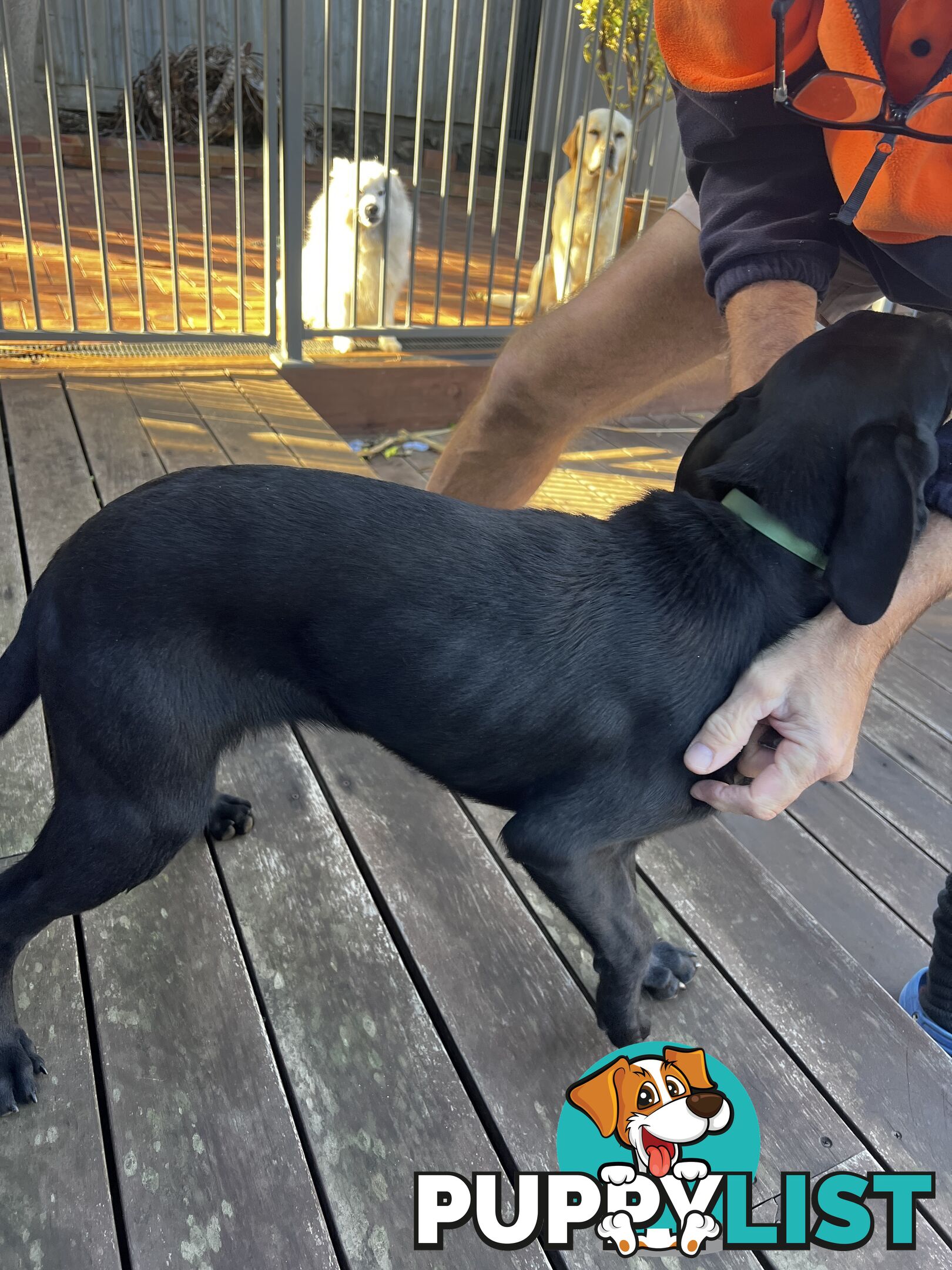 WEIMADOR Puppy (Female)